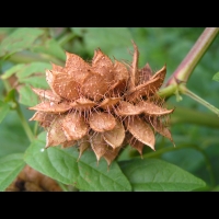 Glycyrrhiza Glabra (fam Fabacees) (rg mediterraneennes) (4)